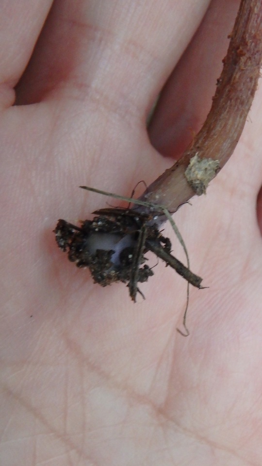 Laccaria maritima image