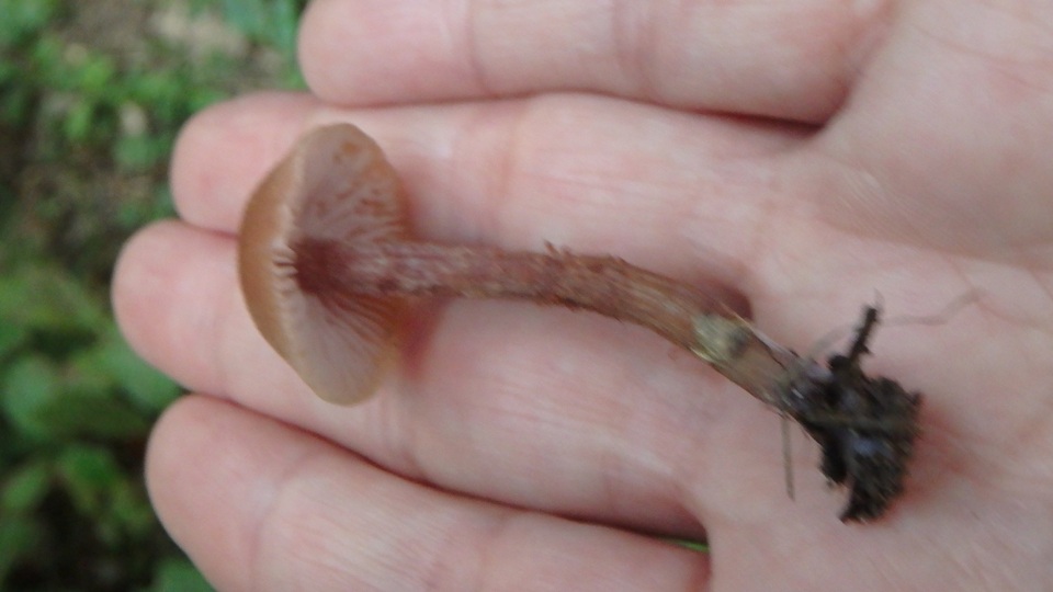 Laccaria maritima image
