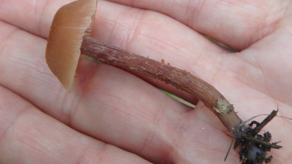 Laccaria maritima image