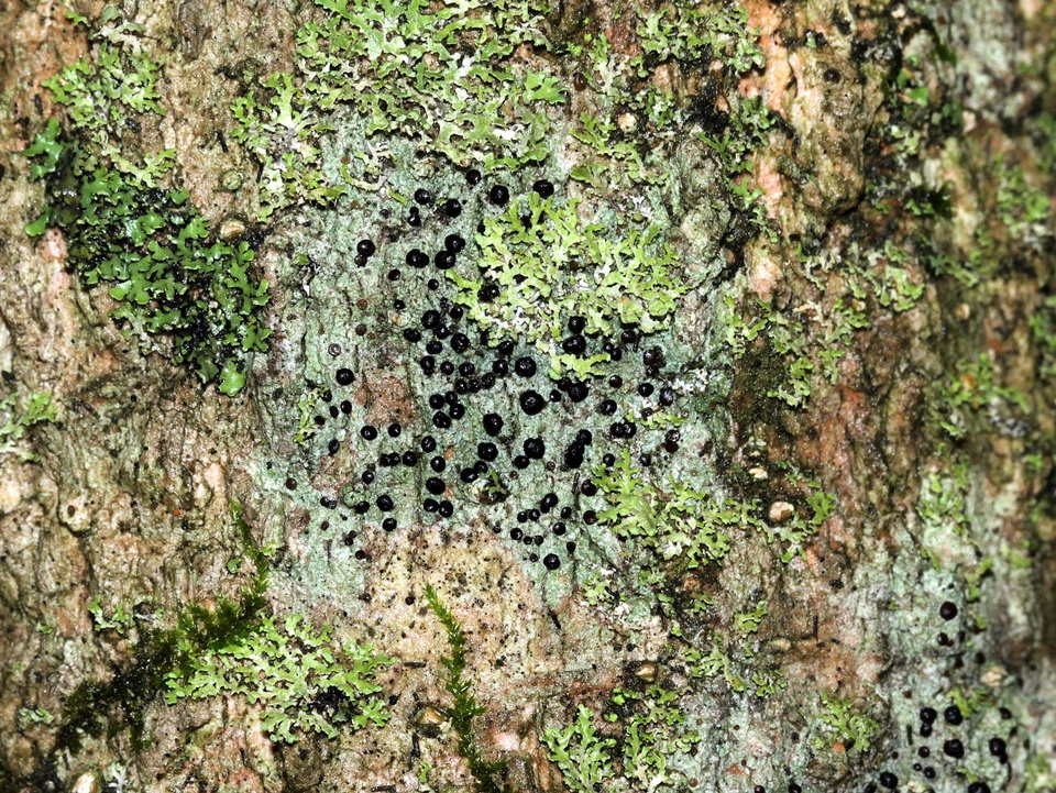 Bilimbia sabuletorum image