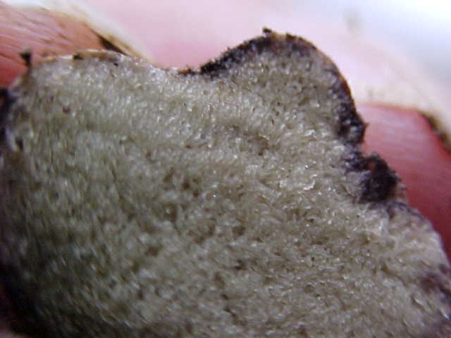 Rhizopogon villosulus image