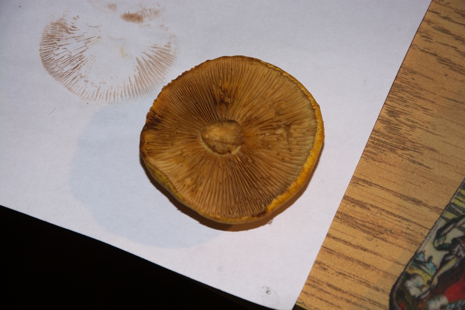 Gymnopilus luteus image