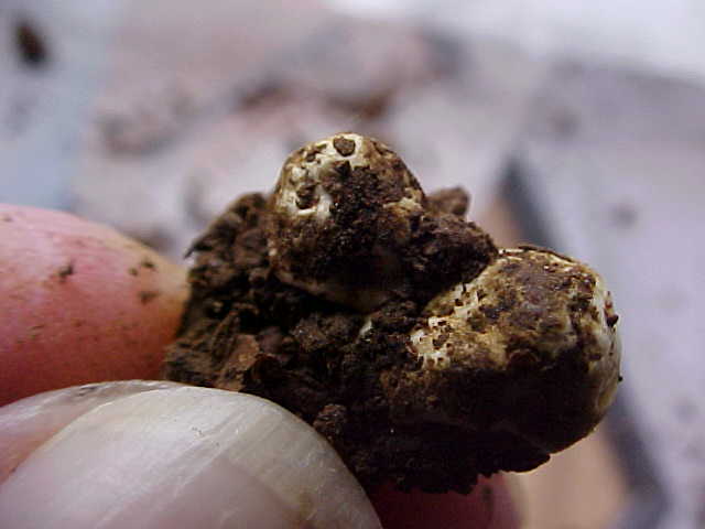Hymenogaster subalpinus image