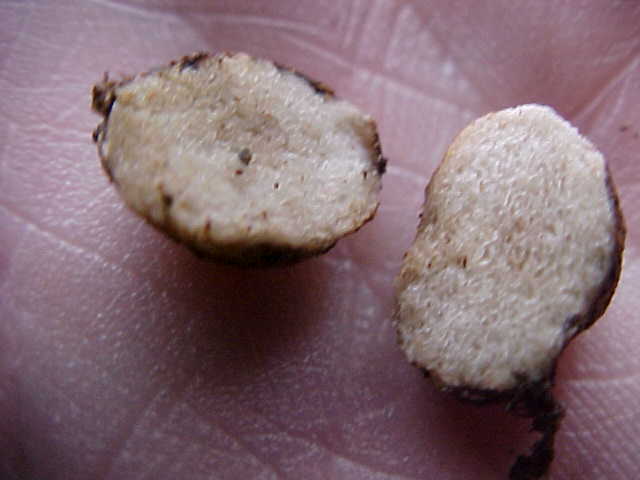 Hymenogaster subalpinus image