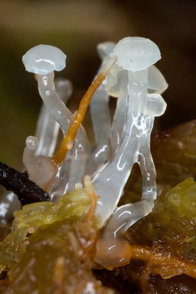 Neocudoniella radicella image