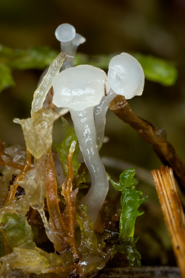 Neocudoniella radicella image