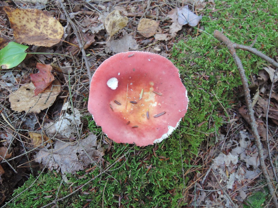 Russula rubra image