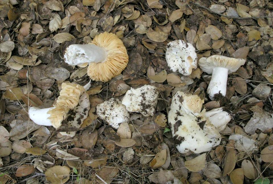Russula basifurcata image