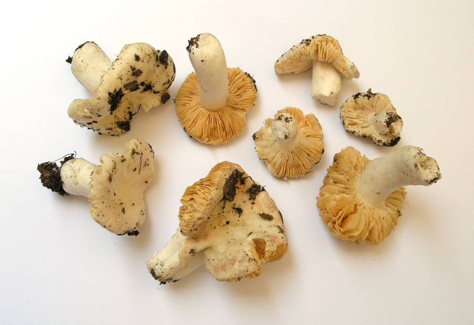 Russula basifurcata image