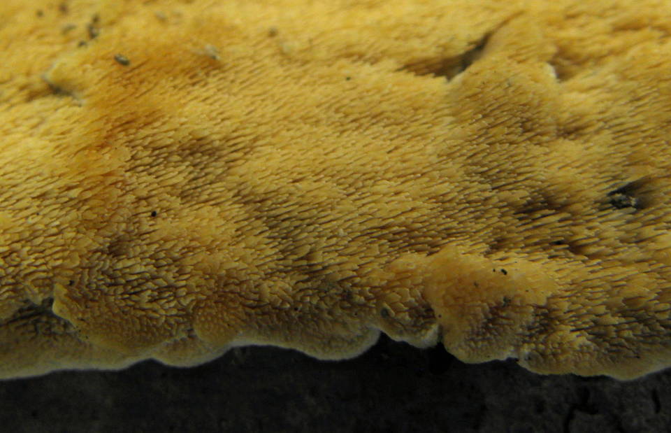 Mycoacia aurea image