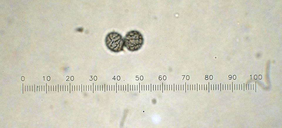 Russula basifurcata image