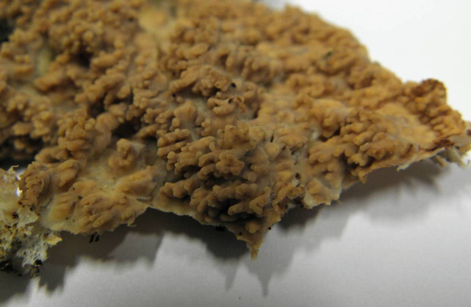 Phlebia rufa image