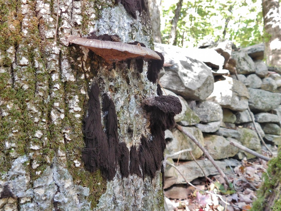 Stemonaria image