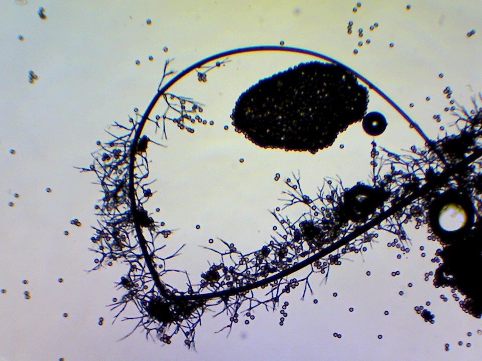 Stemonaria longa image