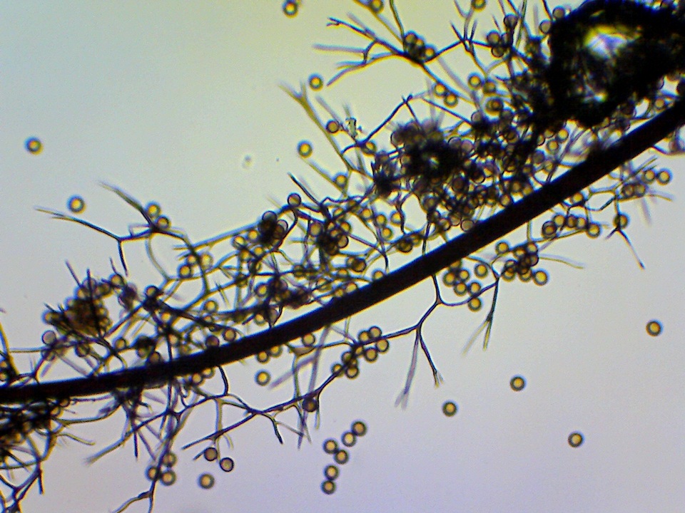 Stemonaria longa image