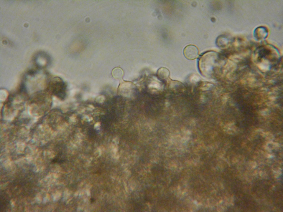 Conocybe dumetorum image