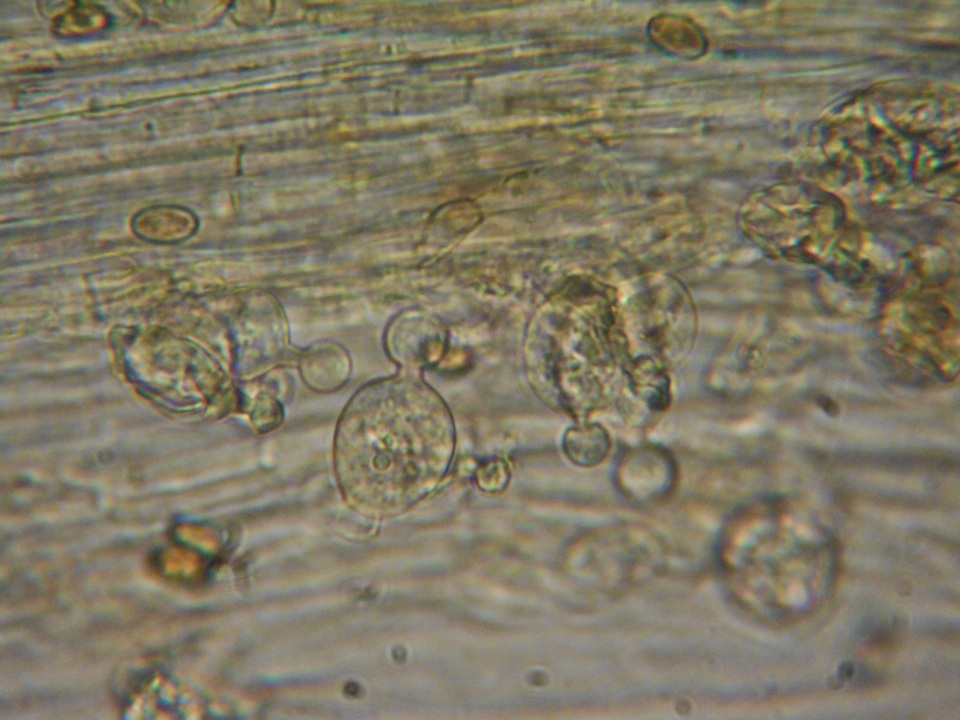 Conocybe dumetorum image