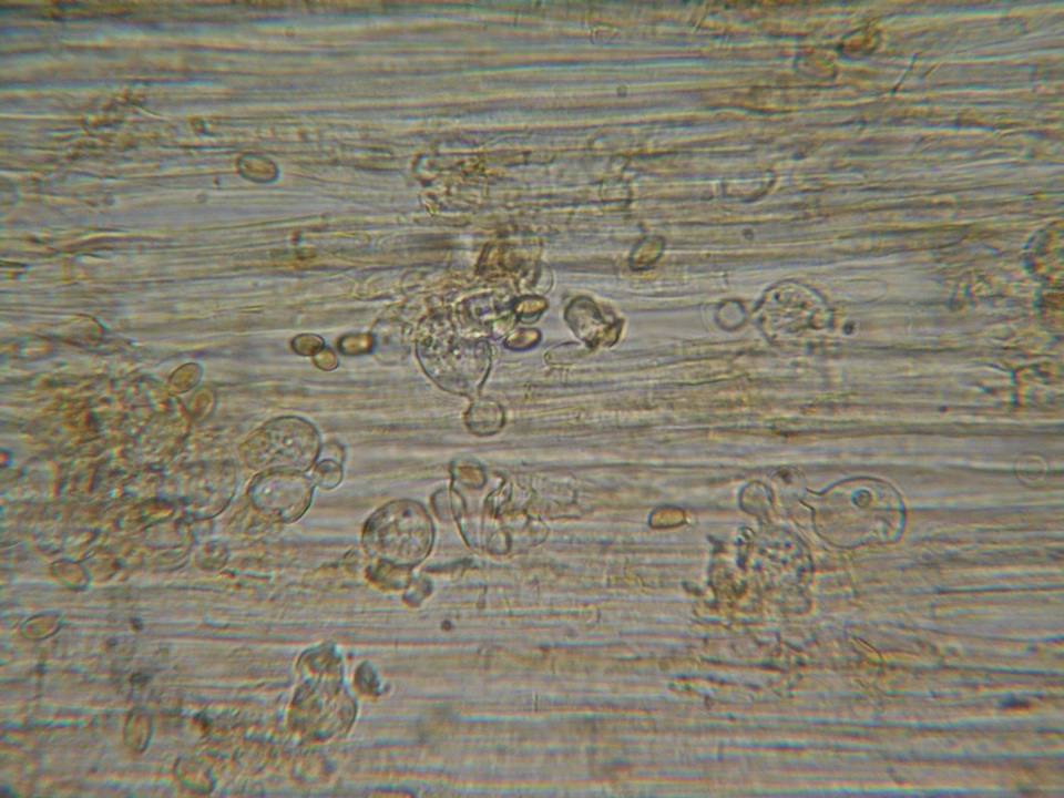 Conocybe dumetorum image