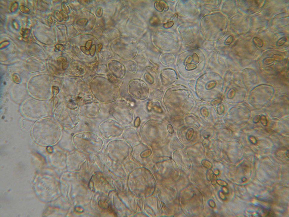 Conocybe dumetorum image