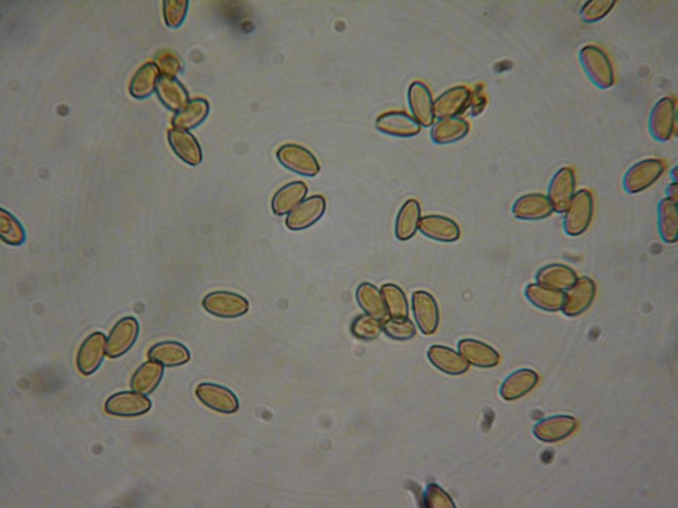 Conocybe dumetorum image