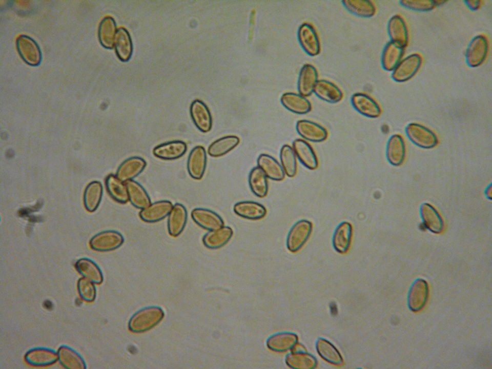 Conocybe dumetorum image