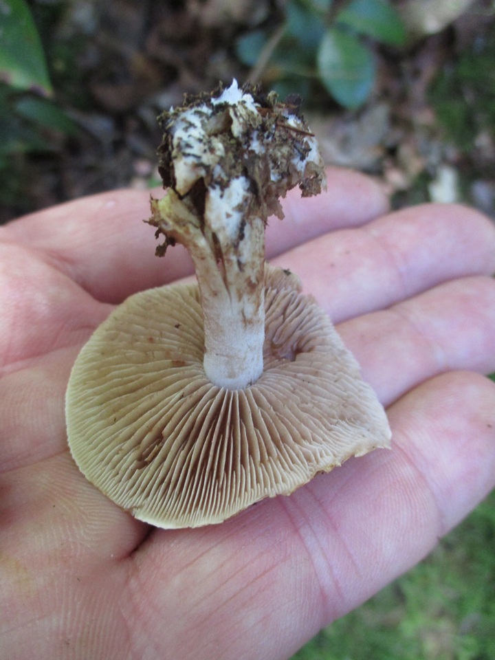 Hebeloma brunneifolium image