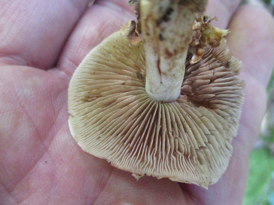 Hebeloma brunneifolium image