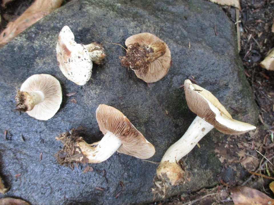Hebeloma australe image