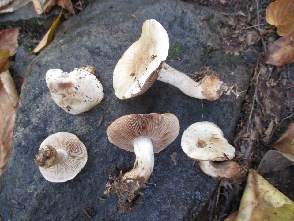 Hebeloma australe image