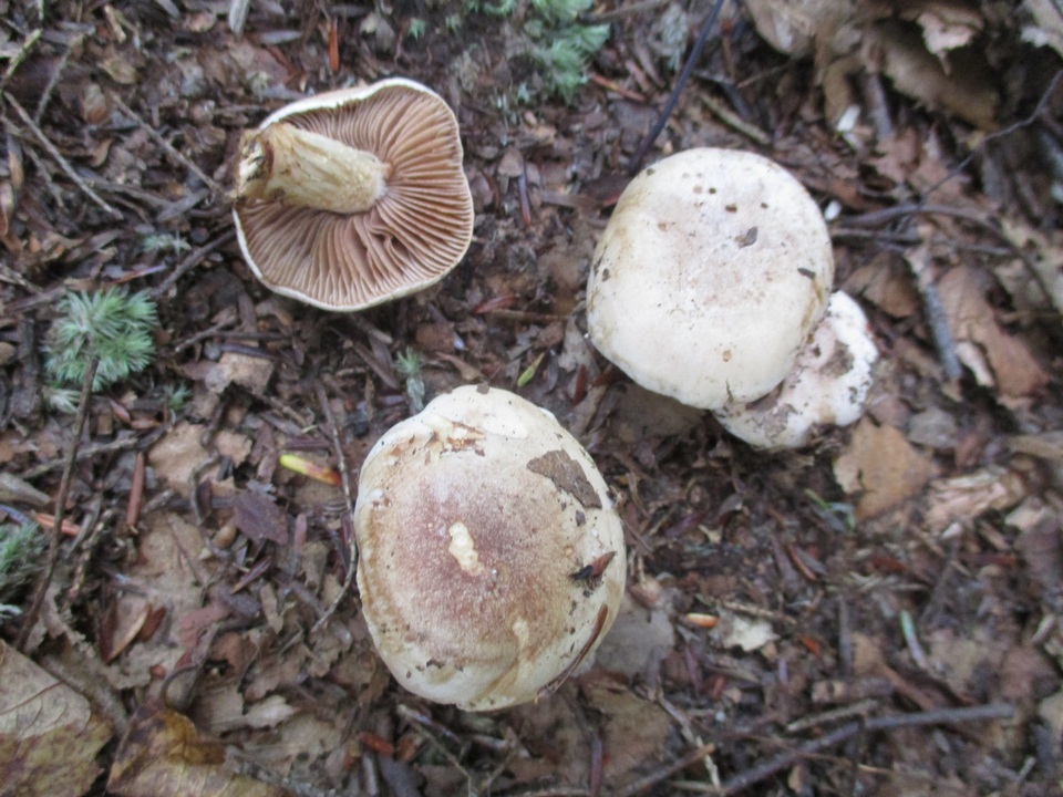 Hebeloma australe image