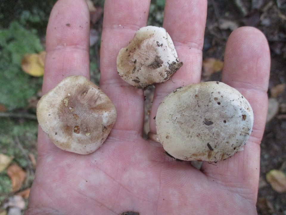 Hebeloma australe image