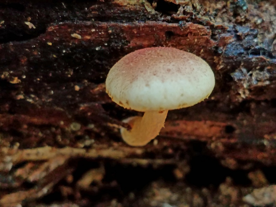 Gymnopilus rufosquamulosus image