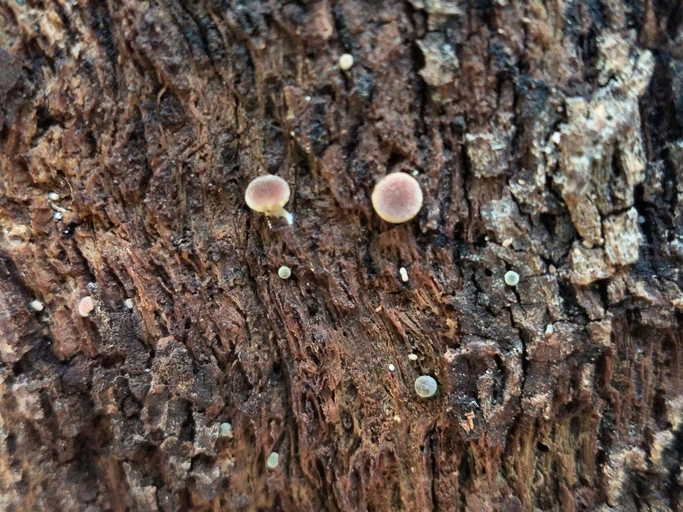 Gymnopilus rufosquamulosus image