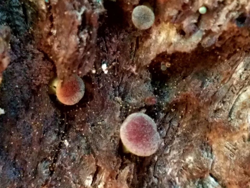 Gymnopilus rufosquamulosus image