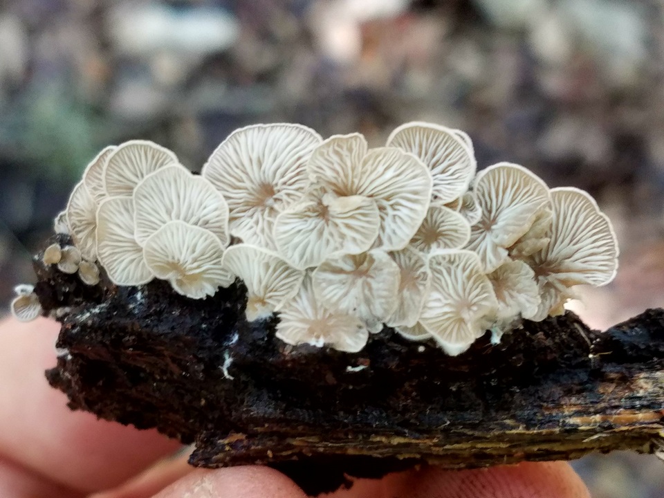 Entoloma parasiticum image