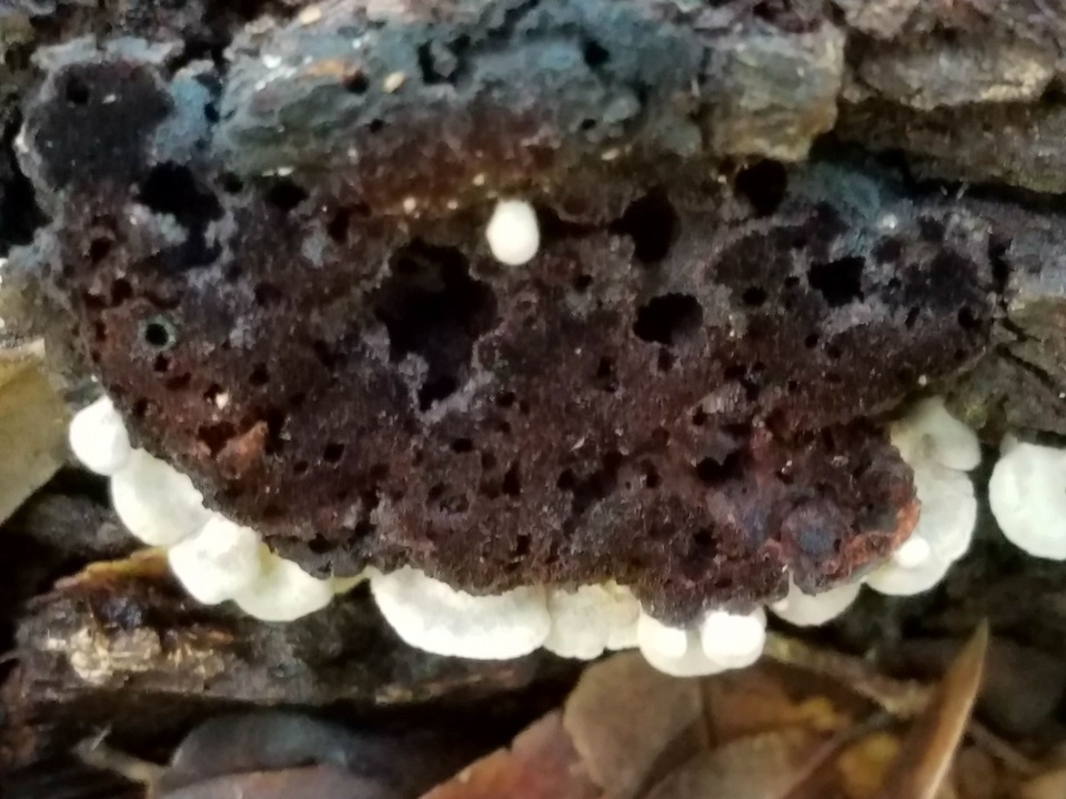 Entoloma parasiticum image
