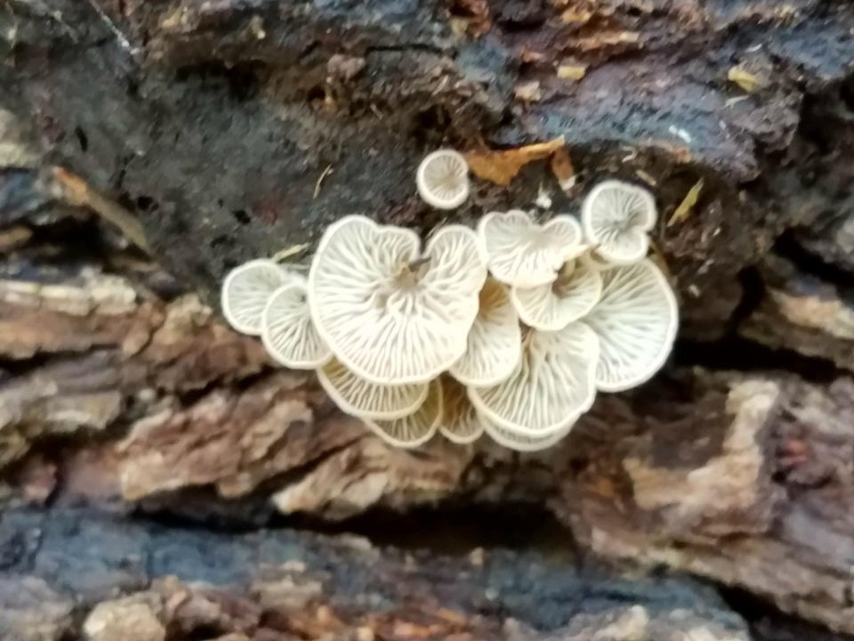 Entoloma parasiticum image