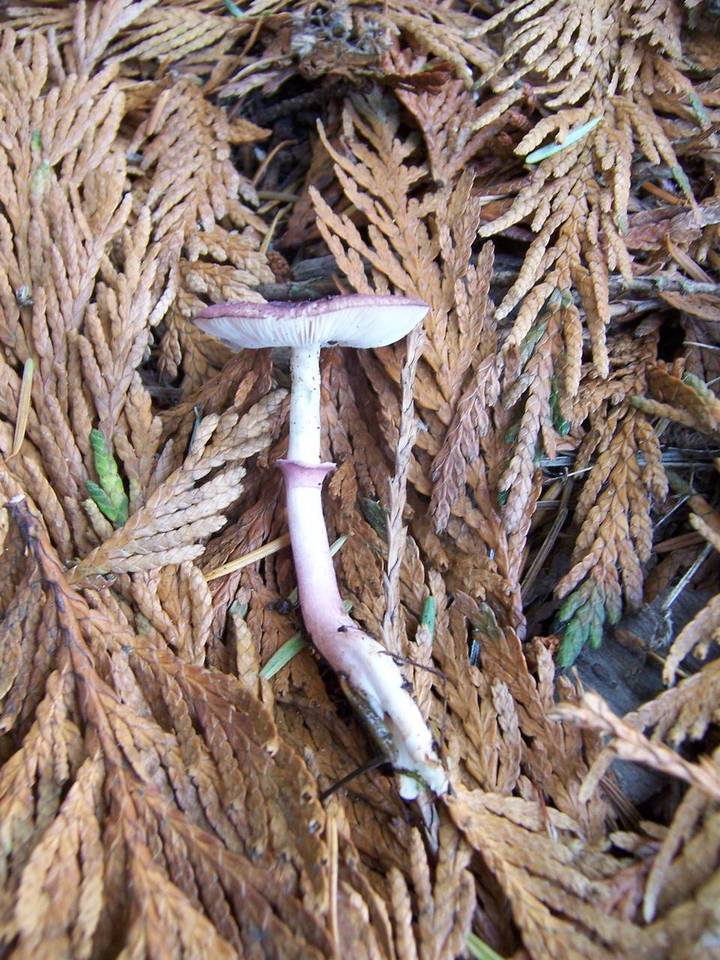 Lepiota roseolivida image