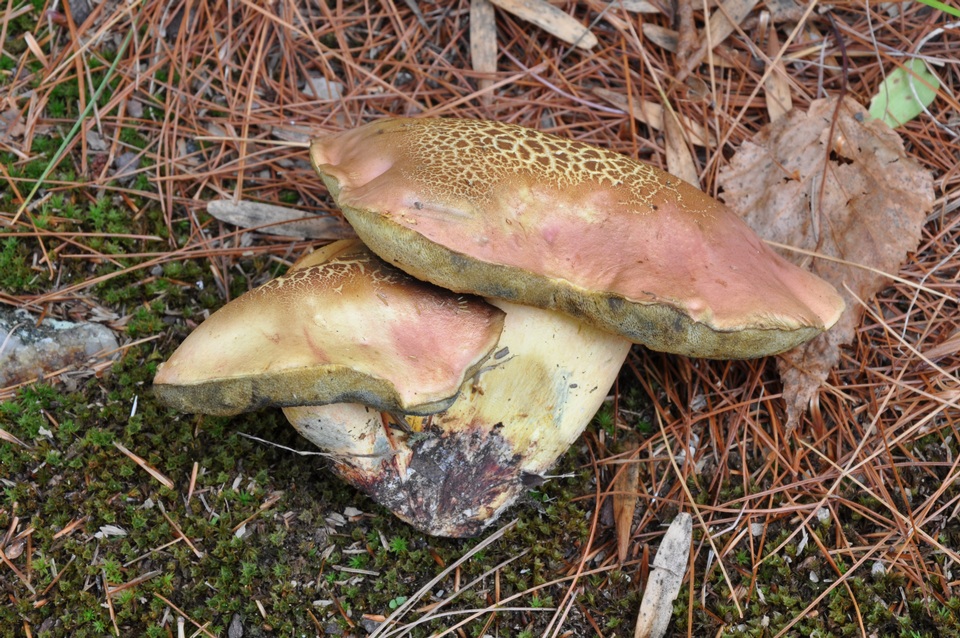 Lanmaoa roseocrispans image