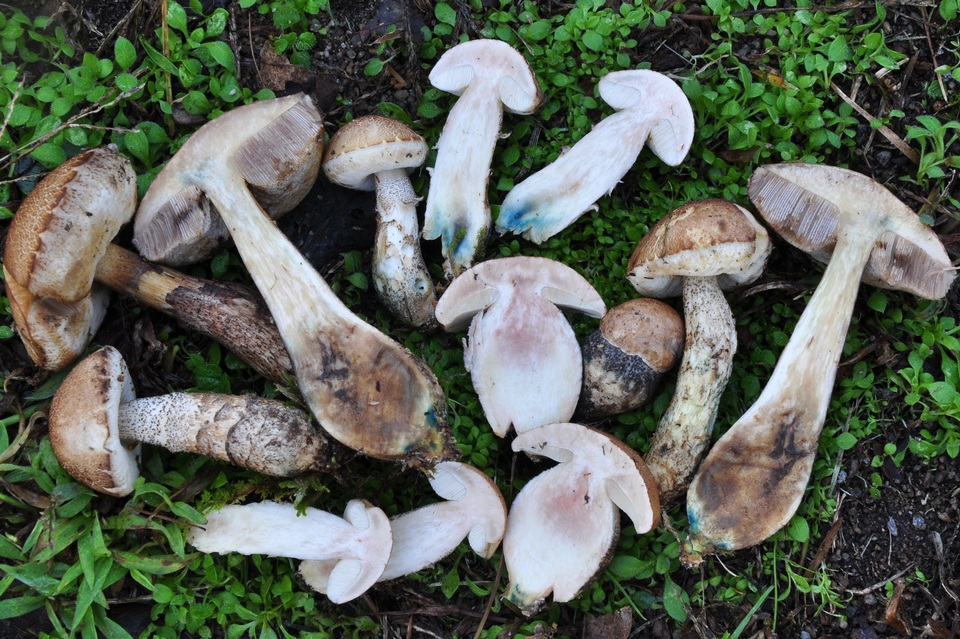 Leccinum flavostipitatum image