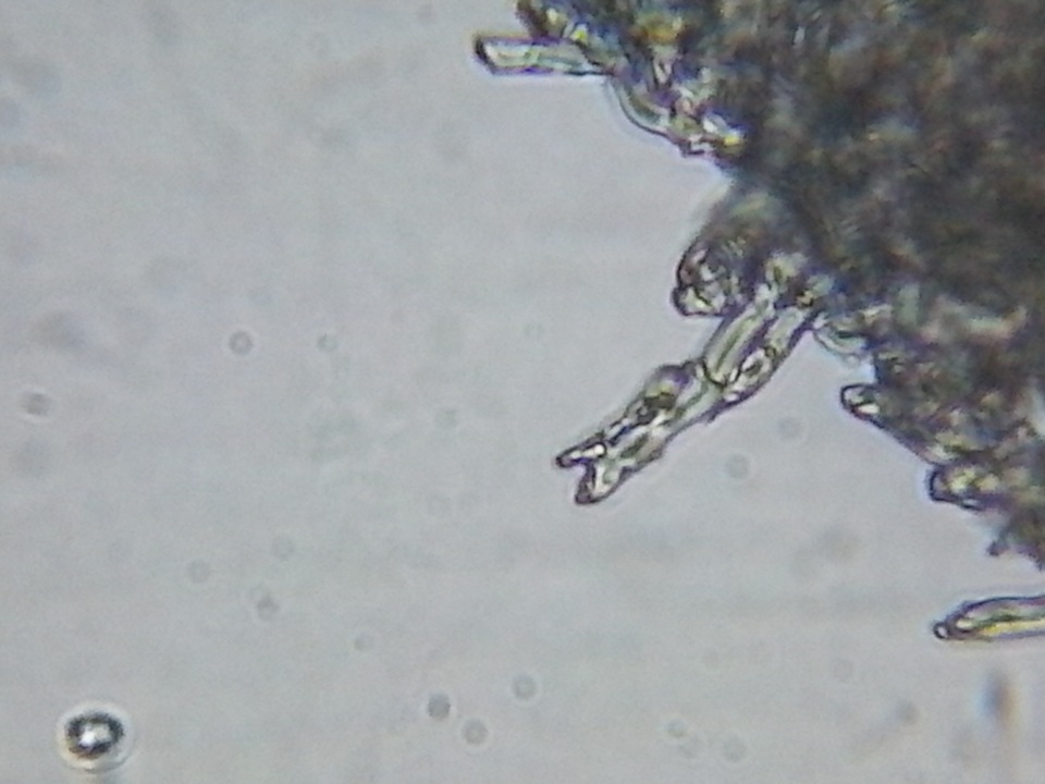 Phlebia acerina image
