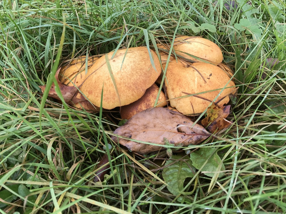Gymnopilus magnus image