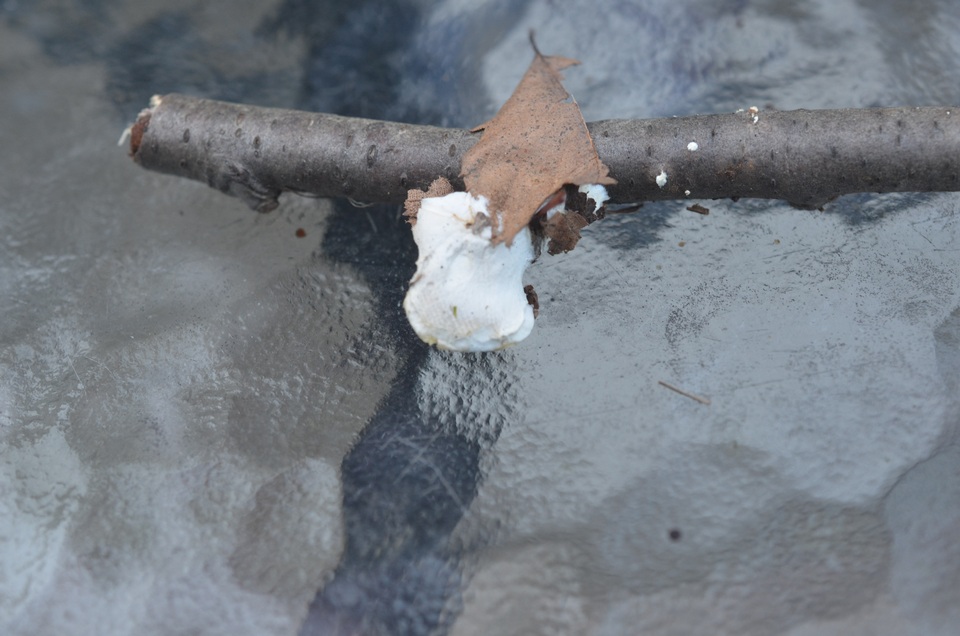 Oligoporus obductus image