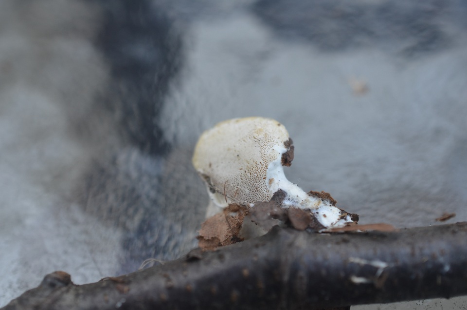 Oligoporus obductus image