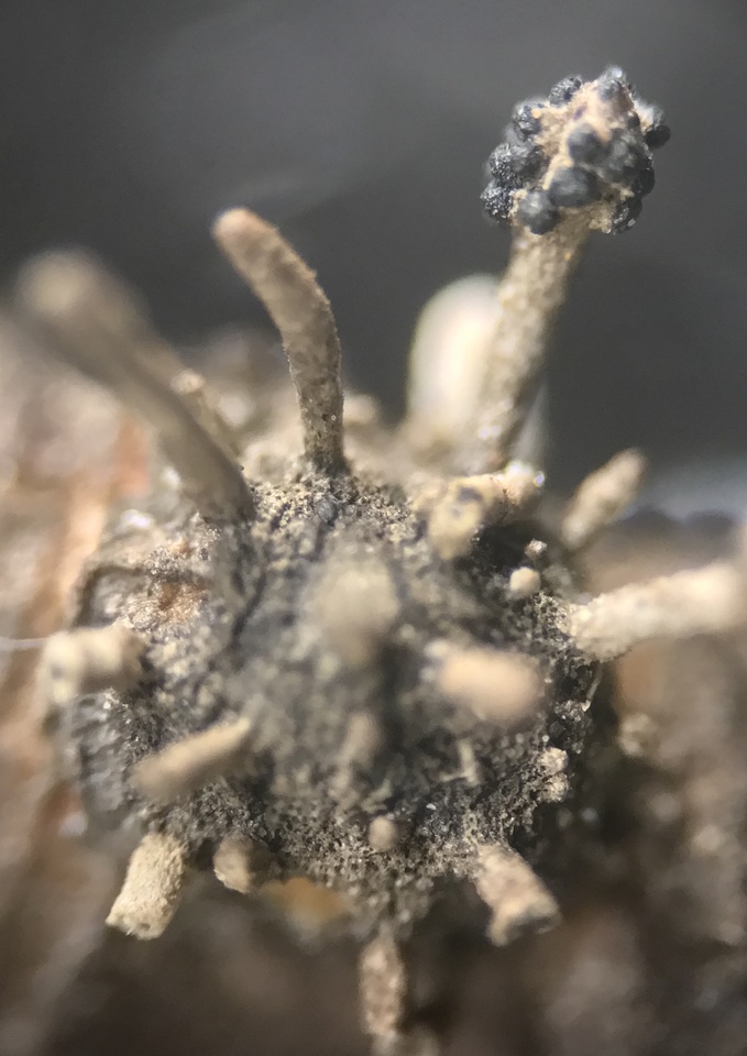 Cordyceps clavulata image