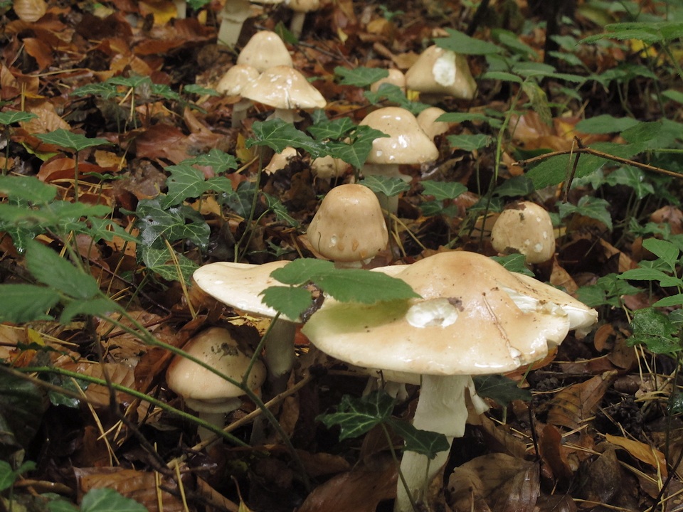 Limacella guttata image