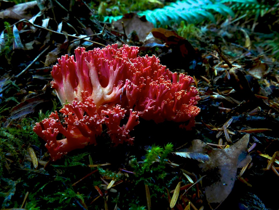 Ramaria cyaneigranosa image