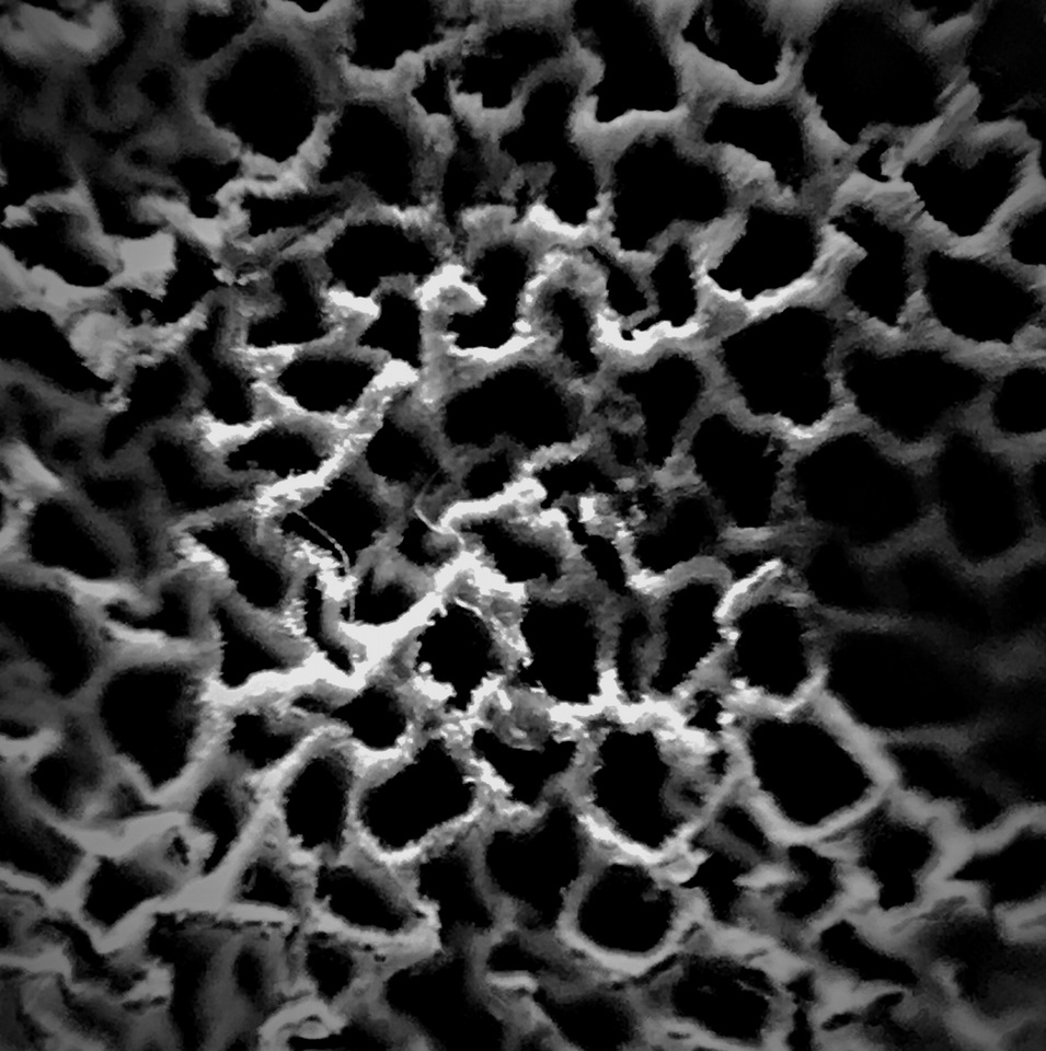 Inocutis texana image