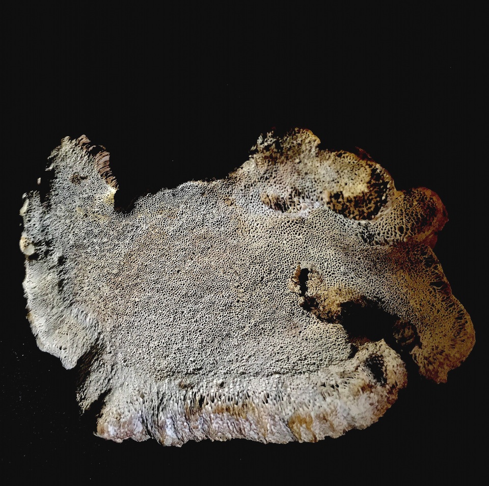 Inocutis texana image