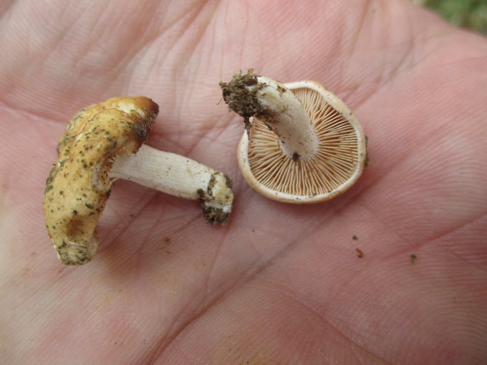 Hebeloma naviculosporum image